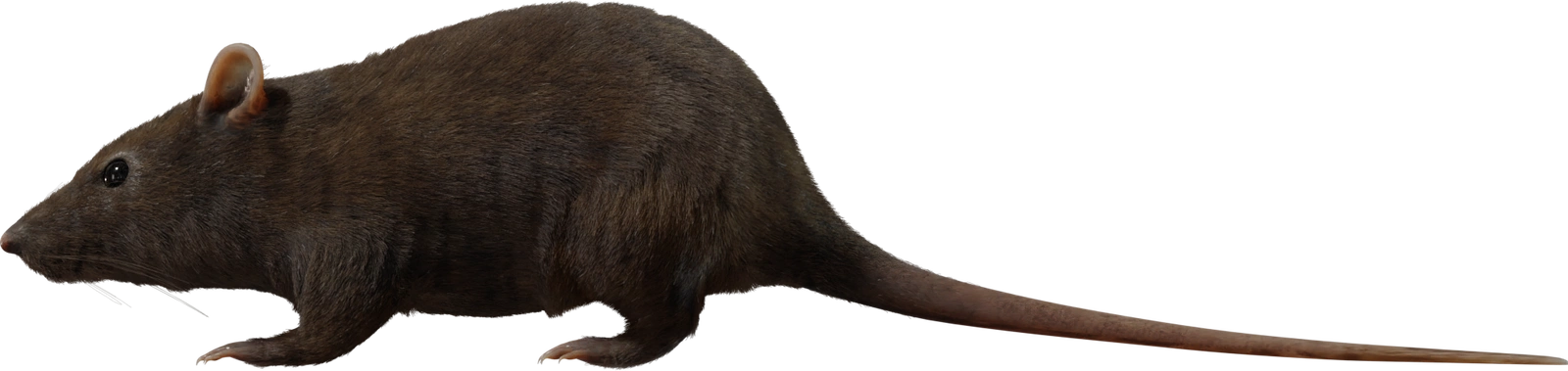 <img alt="" src="/user/pages/03.3d-assets/01.3d-characters/street-rat/orth_side.webp?name" />