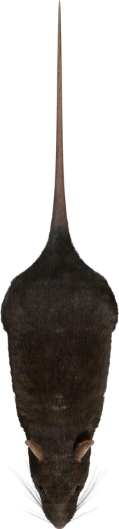 <img alt="" src="/user/pages/03.3d-assets/01.3d-characters/street-rat/orth_top.webp?name" />